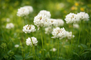 Berseem Clover