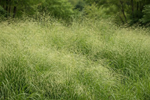 Native Northeast Grass Seeds Mix