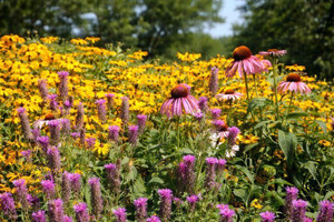 Pollinator Paradise Flowering Lawn Seed Mix