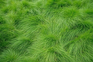 Creeping Red Fescue Grass Seeds