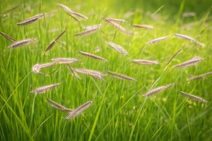 Blue Grama Grass