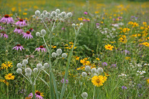 Midwest Native Grass Seed Mix