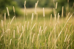 Timothy Grass Seeds