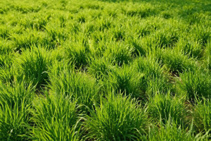chewings fescue grass seeds