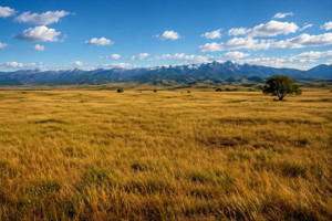 Western Native Grass Seeds Mix