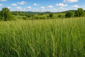 Slender Wheatgrass Seeds