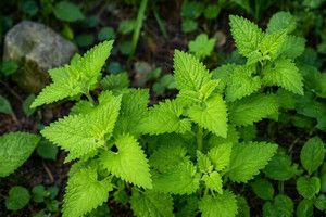 Catnip Seeds