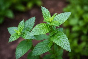 Spearmint Plant