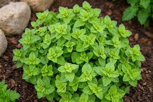 Oregano Plant