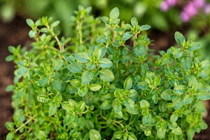 Thyme Plant