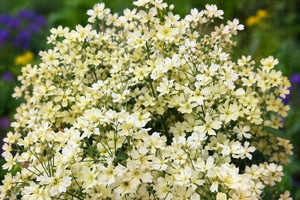 Baby's Breath Covent White