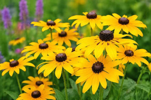 Black Eyed Susan Flowers