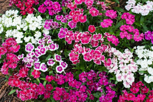 Dianthus Flowers