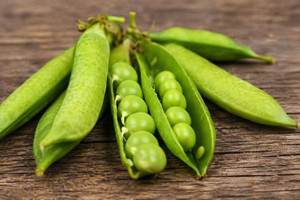 Little Marvel Shelling Peas