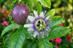 Purple Passion Fruit