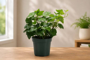 English Ivy