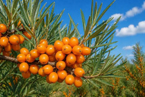 Sea Buckthorn