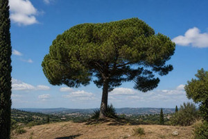 Italian Stone Pine Tree