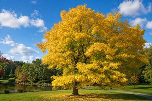 American Yellowwood Tree