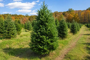Fraser Fir Tree