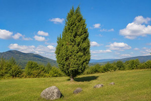 Common Juniper Tree