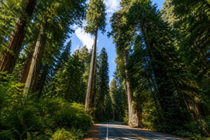 Coast Redwood Tree
