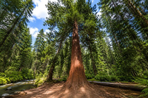 Giant Sequoia Tree