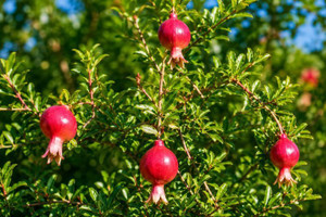 Dwarf Pomegranate