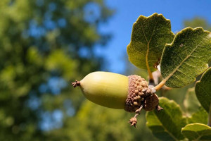 Blue Oak Tree