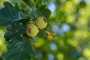 Overcup Oak Tree