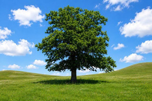 Black Oak Tree