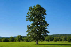 Mockernut Hickory Tree