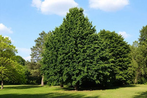 Turkish Hazelnut Tree