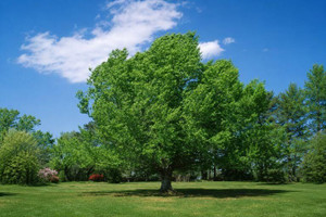 American Beech Tree