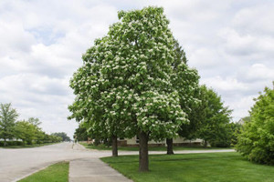 Northern Catalpa Tree