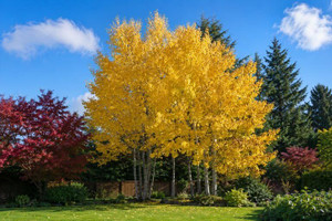 Quaking Aspen Tree