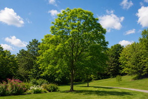 Kentucky Coffee Tree