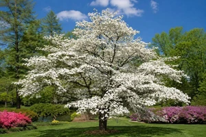 Flowering Dogwood Tree