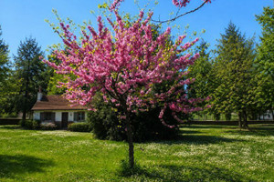 Judas Tree