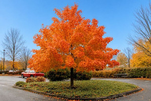 Shantung Maple Tree