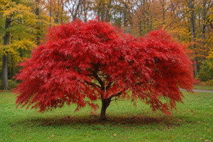 Redleaf Japanese Maple Tree