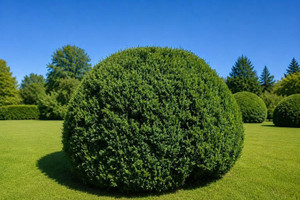 Common Boxwood