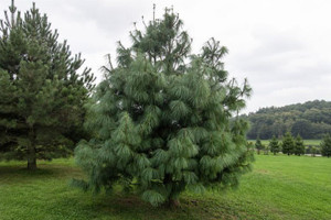Western Himalayan Pine Tree