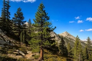 Jeffrey Pine Tree