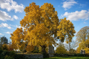 Shagbark Hickory Tree