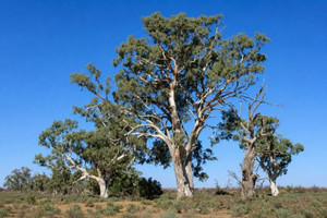 Red Gum Tree