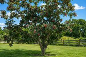 Japanese Pepper Tree
