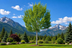 Himalayan Birch Tree