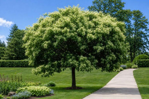 Bee Bee Tree
