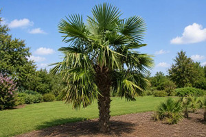 Windmill Palm Tree